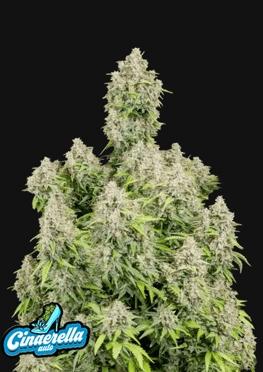 Cinderella auto 5 pack - Right Bank Seeds